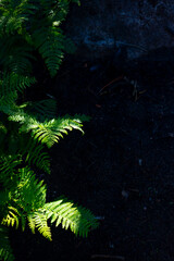 Bright green fern fronds growing in dark burnt soil The Powerful Resilience of Nature