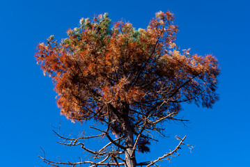 The beautiful and sad story of a tree surviving a wildfire A Symbol of Hope