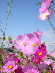 秋のコスモス畑と空