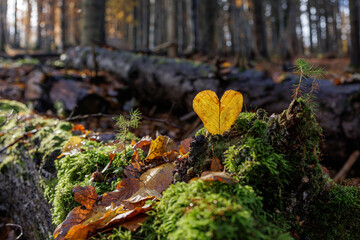 Heart Leaf on Moss Symbol of Love for Nature in Autumn Forest