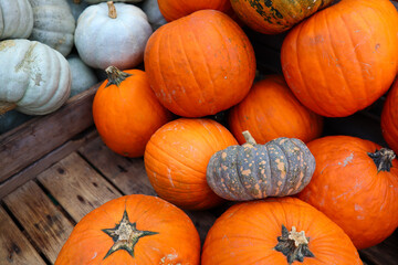 Orange Pumpkins and a Gray Squash on Wooden Crate 