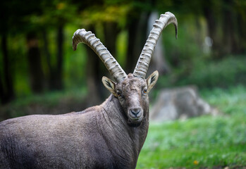Mountain goat with striking horns