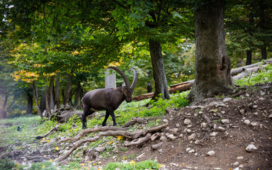 Mountain goat with striking horns