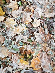 Full-frame macro surface texture of various leaves covered in hoarfrost. The detailed, frosty pattern is ideal for premium web design backgrounds and high-resolution print advertisin