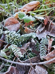 Full-frame natural surface texture of hoarfrost on various ground cover. The delicate, icy aesthetic is perfect for packaging design, social media backgrounds, or seasonal advertisements.