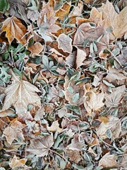 Macro view of leaves and grass covered in soft hoarfrost. A tranquil texture that evokes a cozy winter mood, suggesting warm interiors and peaceful moments amidst the cold.