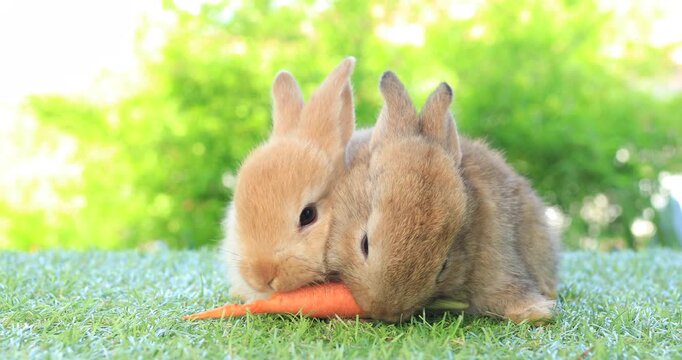 Group of healthy lovely baby bunny easter rabbits eating food, carrot, grass on nature background. Cute fluffy rabbits sniffing, looking around, nature life. Symbol of easter day.