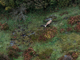 Lonely red deer buck in County Donegal, Ireland