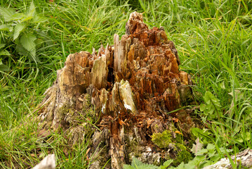 Decaying tree trunk amongst heather and grass. Structural decay making interesting shapes amongst...