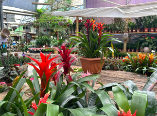 Pots with Guzmania lingulata in the greenhouse
