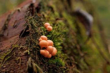 Orange Slime Mold on Mossy Log Macro in Forest with Soft Bokeh