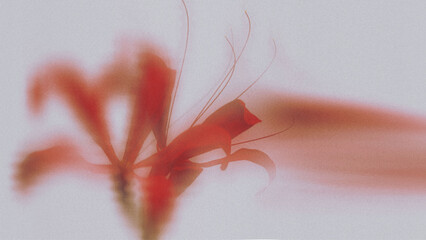 red soft coral lily  with ethereal neon blurry floral abstract art on white background