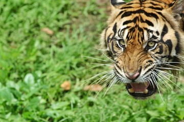 Close up of a Sumatran tiger staring intently while growling