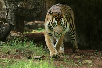 a Sumatran tiger wandering in the bushes while observing the surroundings