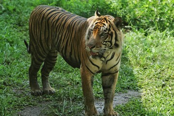 a sumatran tiger standing in the bushes observing its surroundings