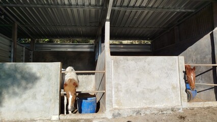 Fototapeta premium Two Horses in Concrete Stable Under Metal Roof