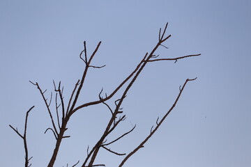 Empty branches against the background of the evening sky.