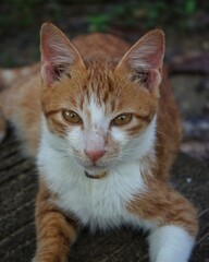 Close up of an orange and white cat with sharp eyes