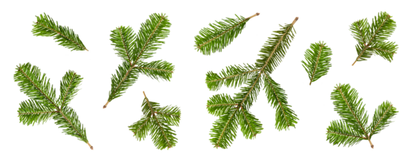Set of green fir tree, pine or spruce branches isolated on a transparent background, PNG. High resolution.
Natural evergreen elements for Christmas and winter decoration design.