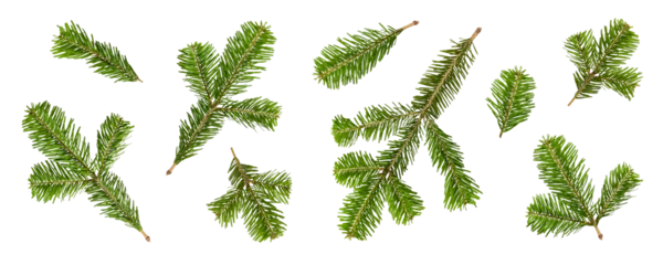 Fotobehang Sportwinkel Set of green fir tree, pine or spruce branches isolated on a transparent background, PNG. High resolution. Natural evergreen elements for Christmas and winter decoration design.  © PrimeMockup