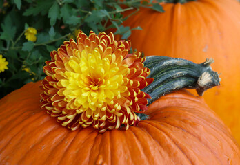 Individual bright yellow and orange dahlia flower tucked in the stem of a vibrant orange pumpkin.