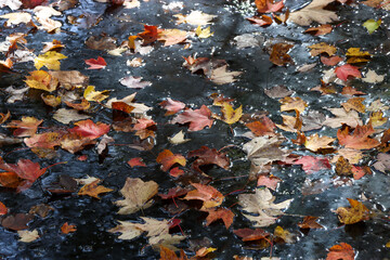 Scattered fallen maple leaves on dark, murky pond water.