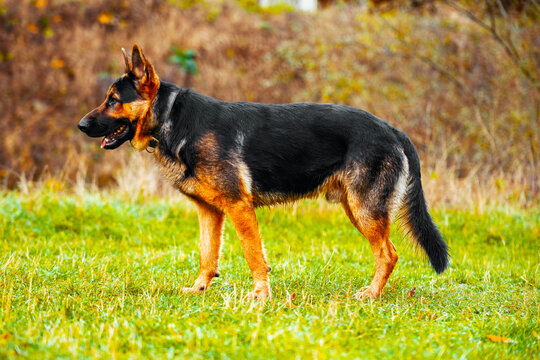 A German Shepherd dog is standing in a grassy field - Powered by Adobe