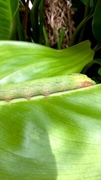 ulat or caterpillar body creeping on green plants in the garden