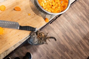 A Curious Cat Supervised the Exciting Kitchen Preparations Happening