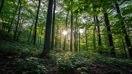 Sun shining through lush green forest trees.
