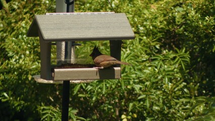 Bird eating from birdhouse