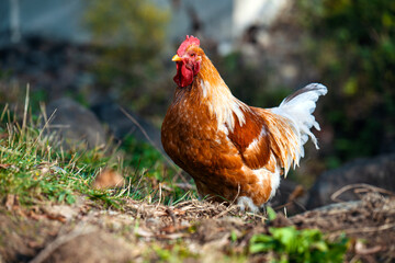 A rooster is standing in a field of grass