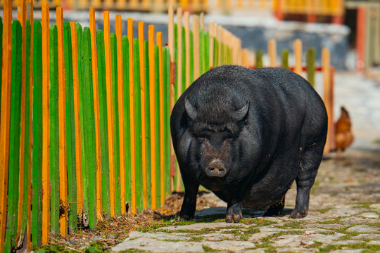 A large pig is walking down a path next to a green fence