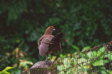 big brown bird sitting on a fence in a backyard