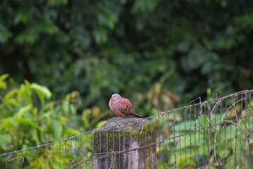little brown bird sitting on a fence in a backyard