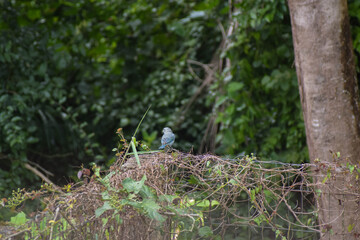 little blue bird sitting on a fence in a backyard