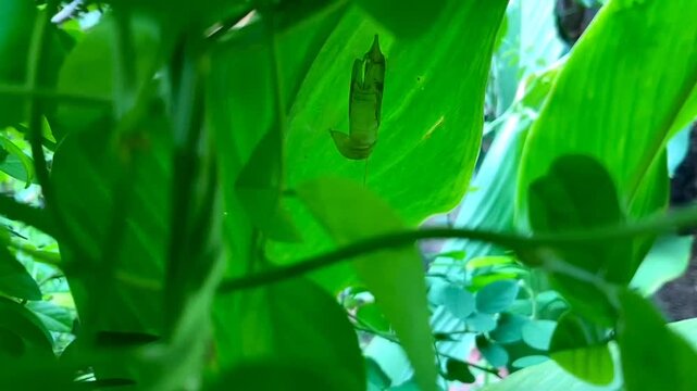 Butterfly chrysalis or pupa hanging on a leaf. A pupa is the life stage of some butterflies undergoing transformation between immature and mature stages.