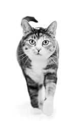 Calico Cat posing for the camera