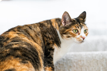 Calico Cat posing for the camera