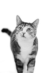 Calico Cat posing for the camera