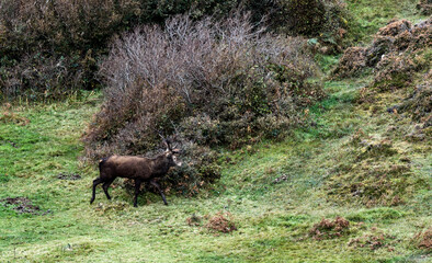 Lonely red deer stag during the rut in County Donegal, Ireland