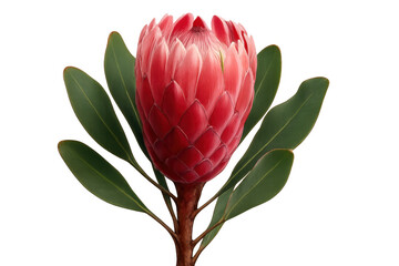 Protea flower with green leaves standing on an isolated transparent background, national symbol of south africa