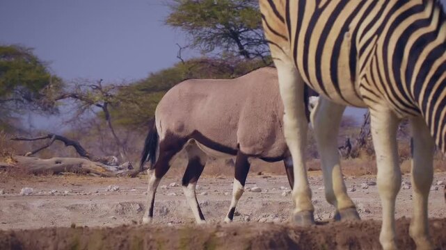 Gemsbok or South African oryx - Oryx gazella drinks in the water hole, large antelope endemic to dry regions of Botswana, Namibia, South Africa and Zimbabwe, mainly the Kalahari and Namib Deserts.