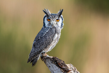 White-faced owl on a log standing during the day