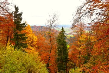 Mixed conifer and broadleaf temperate forest in yellow and brown colors