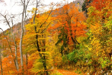 Obraz premium Yellow and red autumn colored deciduous, broadleaf beech trees