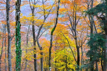 Temperate, deciduous, broadleaf beech forest with orange and yellow autumn foliage