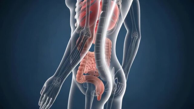 Anatomical illustration of the human digestive system, showing organs like the stomach, intestines, and gallbladder