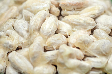 Raw cocoa beans on a light background
