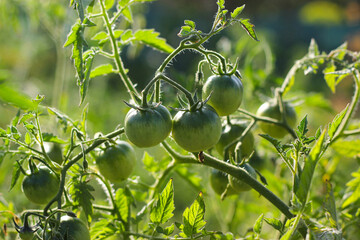 Green tomatoes in the sun. Green tomatoes in a garden. Tomato bush in a garden. Green unripe tomatoes on the bush. Growing vegetables
